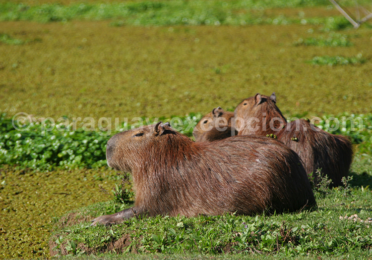 Découvrir le Chaco paraguayen, carpincho, animal du Chaco Découvrir le Chaco paraguayen, carpincho, animal du Chaco