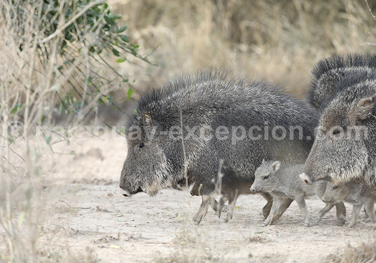 Centre Chaqueño pour la Conservation et l’Investigation Centre Chaqueño pour la Conservation et l’Investigation