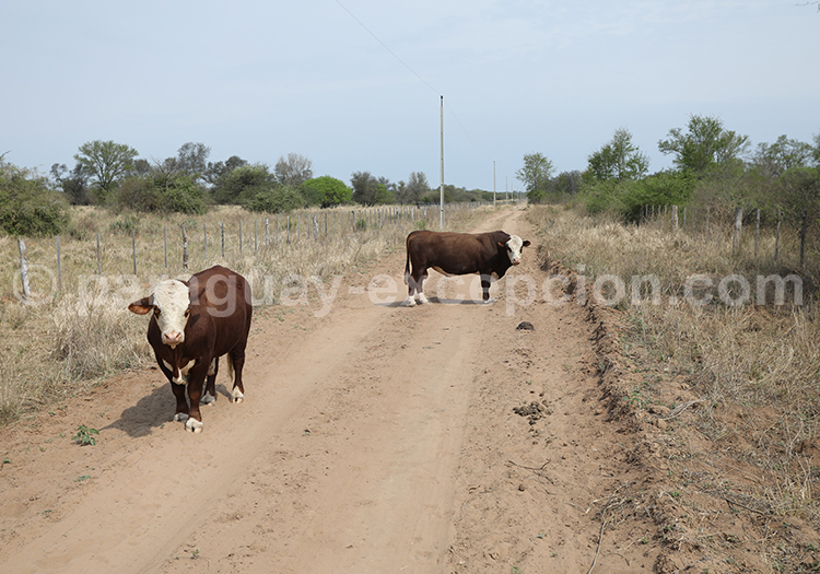 Situation Géographique de Filadelfia Situation Géographique de Filadelfia