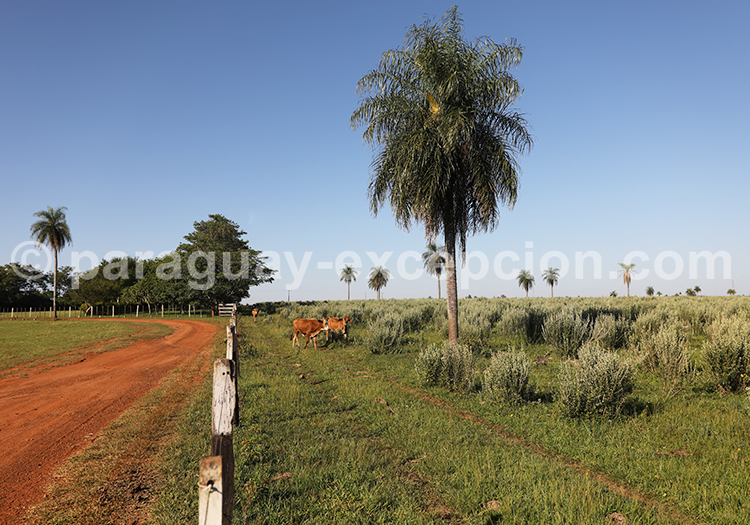 Région Yvy, Paraguay Région Yvy, Paraguay