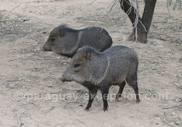 Pécari à collier Pecari tajacu Pécari à collier Pecari tajacu