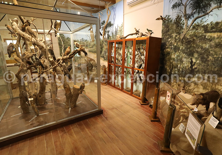 Musée Scientifique Filadelfia Chaco, Paraguay Musée Scientifique Filadelfia Chaco, Paraguay