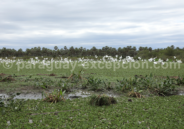 Climat à Filadelfia Climat à Filadelfia