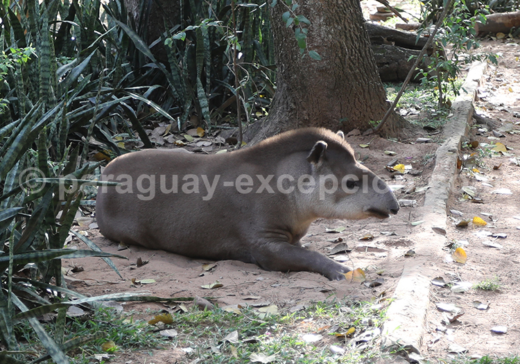 Tapir du Brésil (Tapirus terrestris), Paraguay Tapir du Brésil (Tapirus terrestris), Paraguay