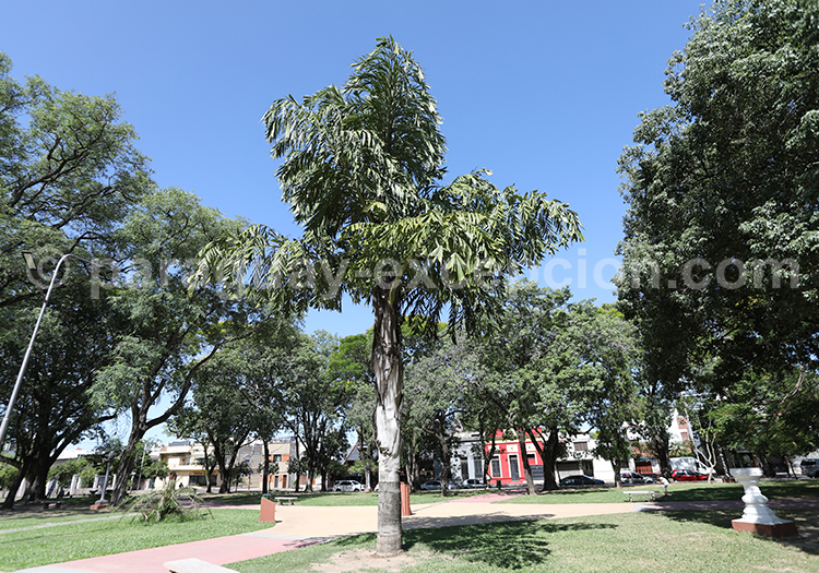 Taquipán, le palmier à queue de poisson, Paraguay Taquipán, le palmier à queue de poisson, Paraguay