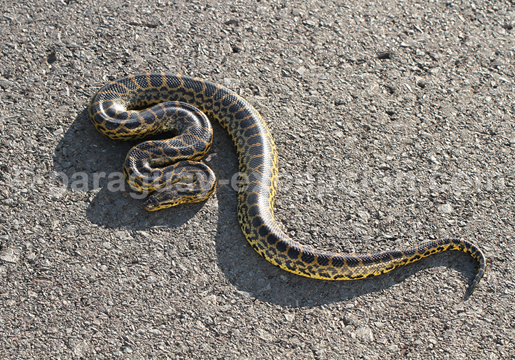 Yarará grande, Urutu ou Víbora de la cruz latin Bothrops alternatus, Paraguay Yarará grande, Urutu ou Víbora de la cruz latin Bothrops alternatus, Paraguay