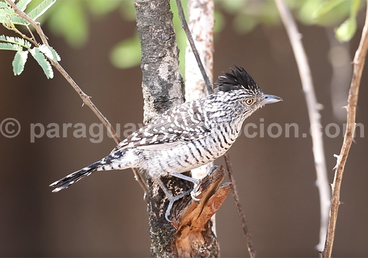Batara rayé – Batará rayado – Thamnophilus doliatus Batara rayé – Batará rayado – Thamnophilus doliatus