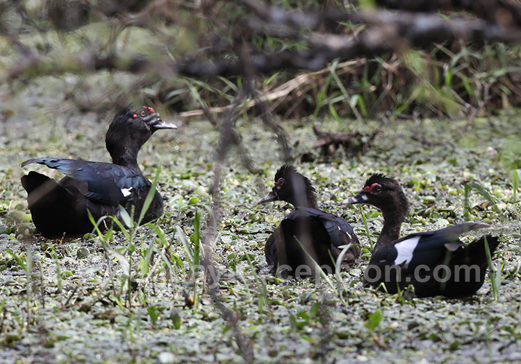 Canard musqué (Cairina moschata), Paraguay Canard musqué (Cairina moschata), Paraguay
