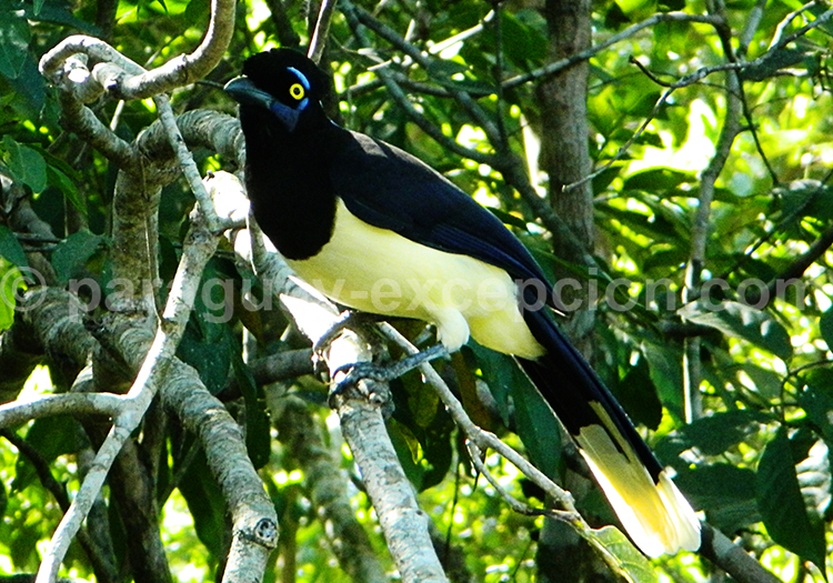 Geai acahé (Cyanocorax chrysops), oiseau du Paraguay Geai acahé (Cyanocorax chrysops), oiseau du Paraguay