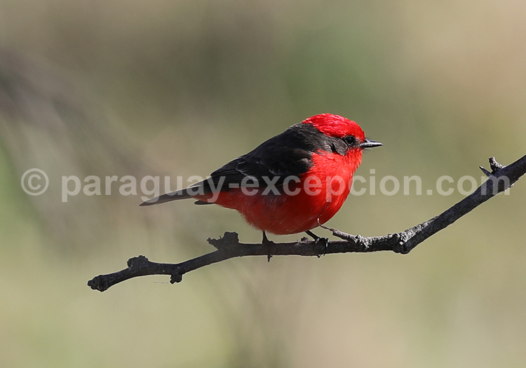Moucherolle écarlate (Pyrocephalus rubinus) Moucherolle écarlate (Pyrocephalus rubinus)