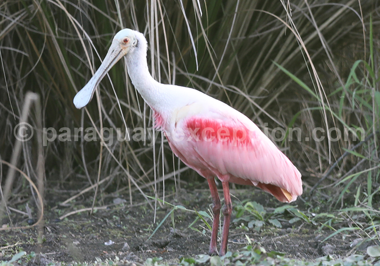 Spatule rosée (Platalea ajaja) Spatule rosée (Platalea ajaja)