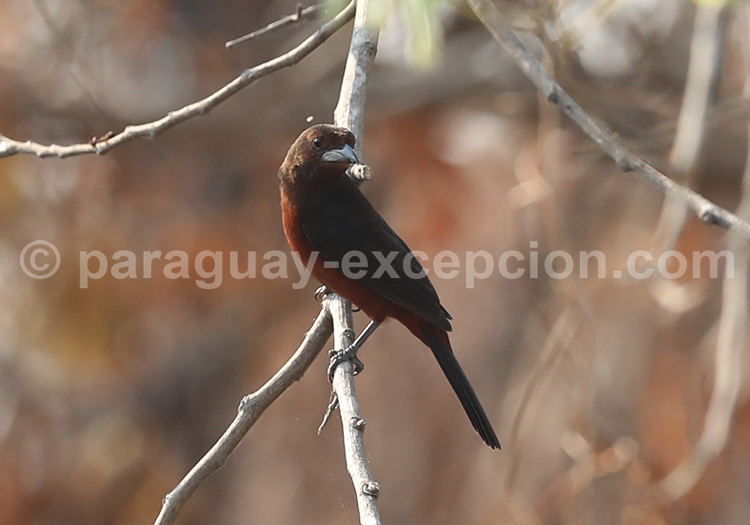 Tangara à bec d’argent (Ramphocelus carbo) Tangara à bec d’argent (Ramphocelus carbo)