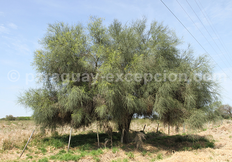Carandá o Itín, Paraguay Carandá o Itín, Paraguay