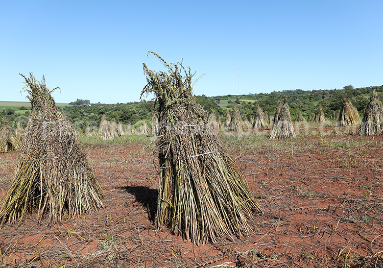 Economie du sésame au Paraguay Economie du sésame au Paraguay