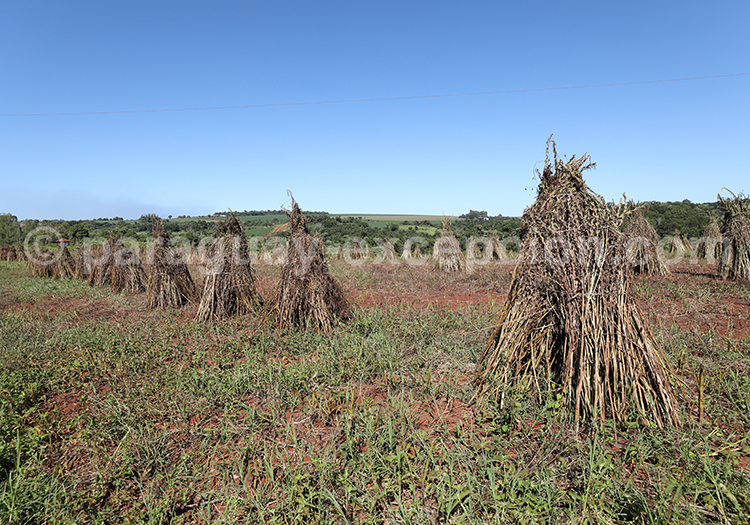 Production de sésame au Paraguay Production de sésame au Paraguay