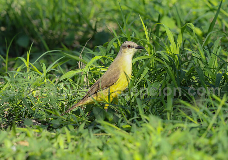 Moucherolle querelleur, picabuey, Machetornis rixosa Moucherolle querelleur, picabuey, Machetornis rixosa