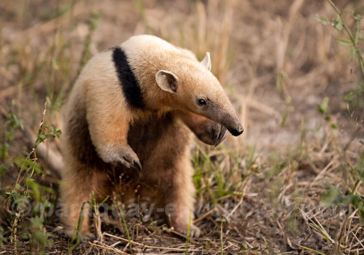 Tamandou à collier Tamandou à collier
