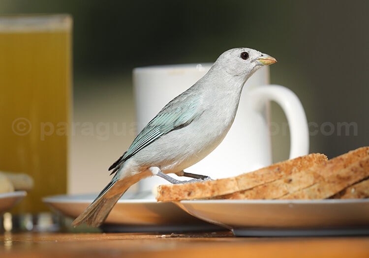 Thraupis sayaca Thraupis sayaca